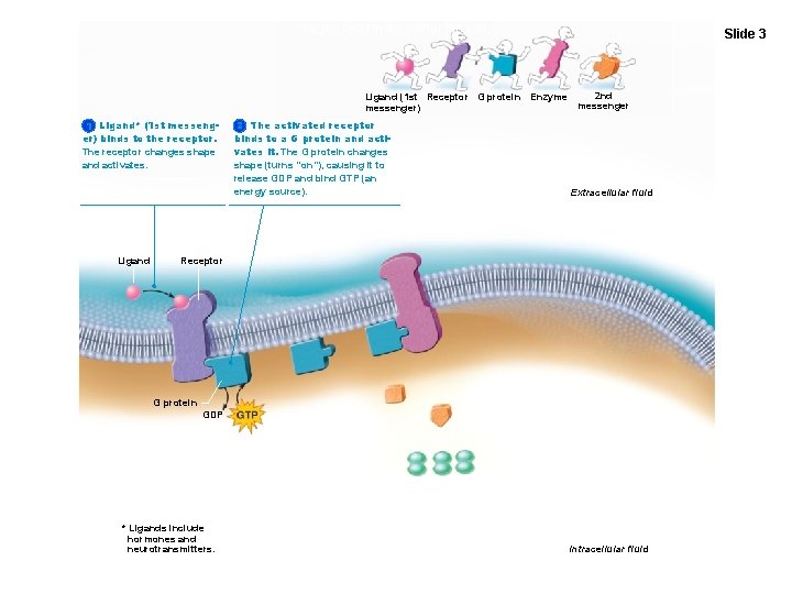 Figure 3. 16 G proteins act as middlemen or relays between extracellular first messengers
