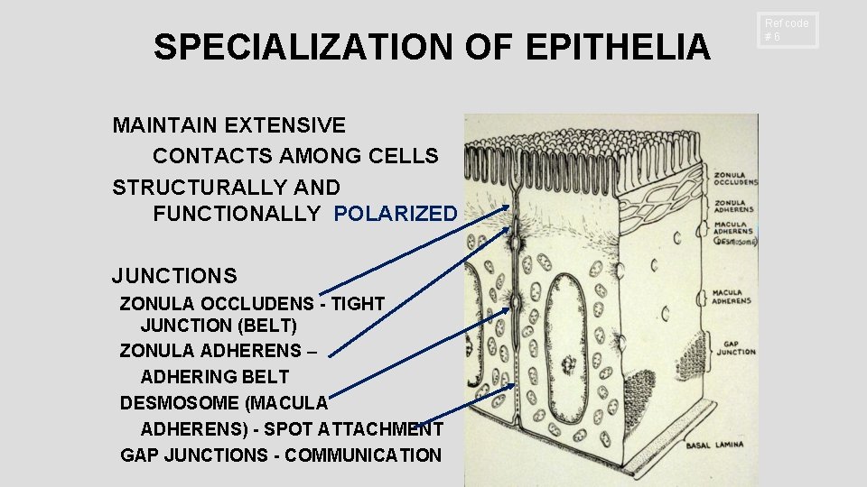 SPECIALIZATION OF EPITHELIA MAINTAIN EXTENSIVE CONTACTS AMONG CELLS STRUCTURALLY AND FUNCTIONALLY POLARIZED JUNCTIONS ZONULA