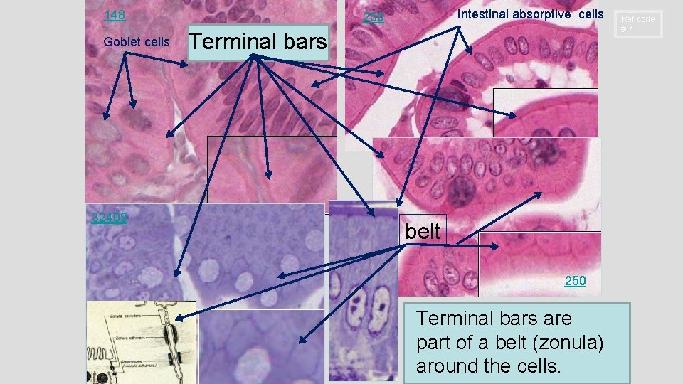 148 Goblet cells 32409 Intestinal absorptive cells 250 Terminal bars belt 250 Terminal bars