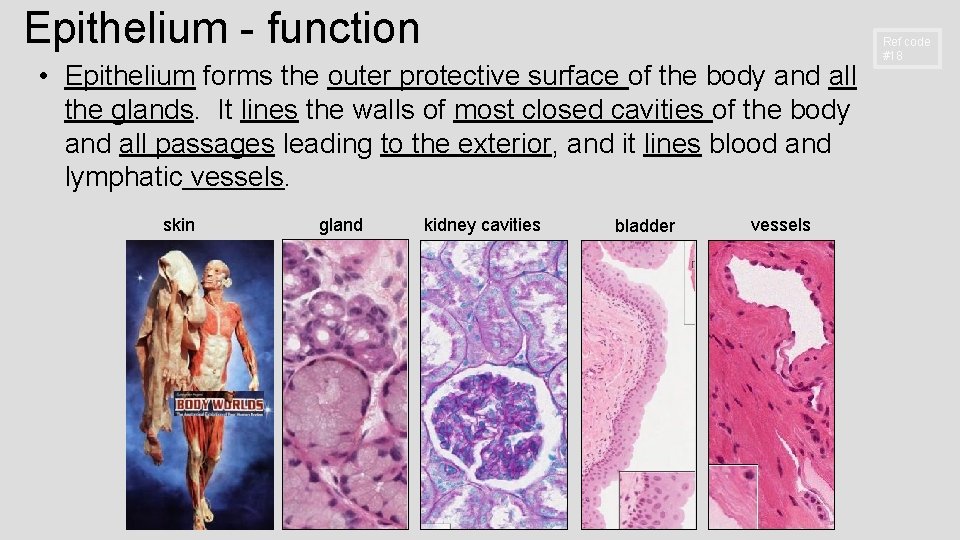 Epithelium - function • Epithelium forms the outer protective surface of the body and