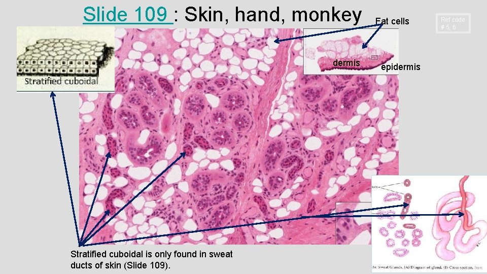 Slide 109 : Skin, hand, monkey dermis Stratified cuboidal is only found in sweat