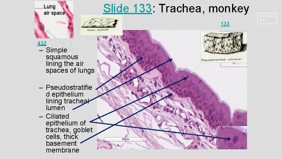 Lung air space Slide 133: Trachea, monkey 133 432 – Simple squamous lining the