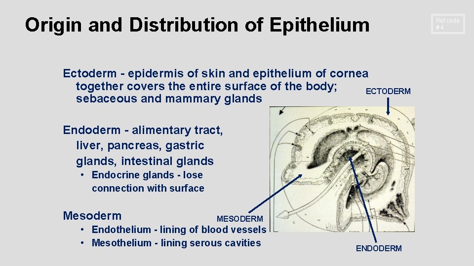 Origin and Distribution of Epithelium Ectoderm - epidermis of skin and epithelium of cornea