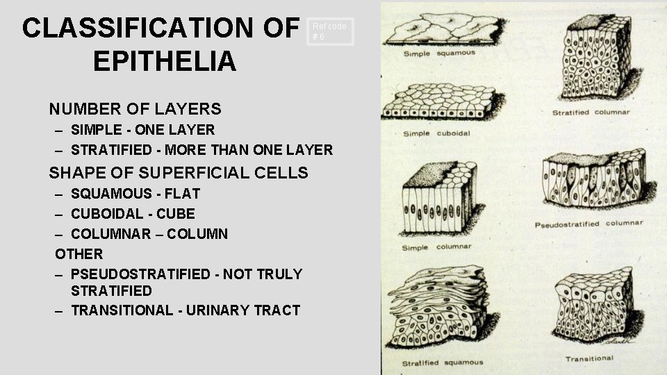 CLASSIFICATION OF EPITHELIA Ref code # 6 NUMBER OF LAYERS – SIMPLE - ONE