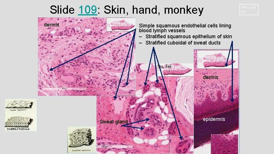 Slide 109: Skin, hand, monkey dermis Simple squamous endothelial cells lining blood lymph vessels