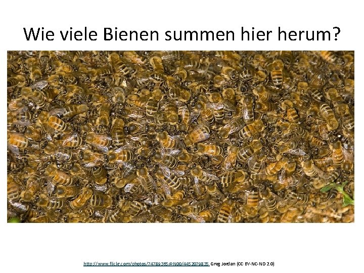 Wie viele Bienen summen hier herum? http: //www. flickr. com/photos/74789365@N 00/4452079835 Greg Jordan (CC