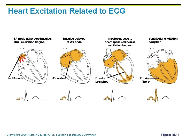 Heart Excitation Related to ECG SA node generates impulse; atrial excitation begins SA node