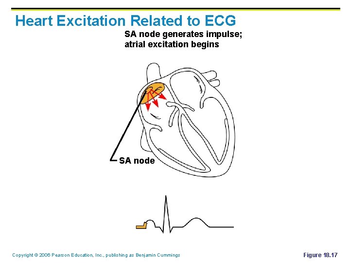 Heart Excitation Related to ECG SA node generates impulse; atrial excitation begins SA node