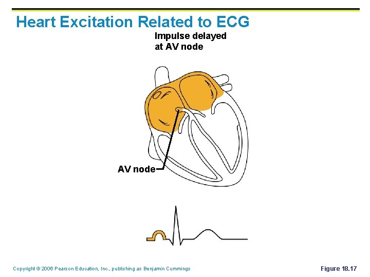 Heart Excitation Related to ECG Impulse delayed at AV node Copyright © 2006 Pearson