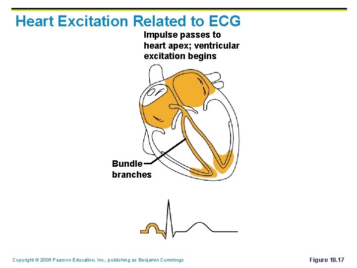 Heart Excitation Related to ECG Impulse passes to heart apex; ventricular excitation begins Bundle