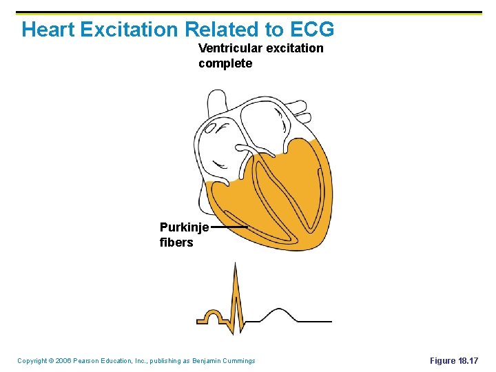 Heart Excitation Related to ECG Ventricular excitation complete Purkinje fibers Copyright © 2006 Pearson