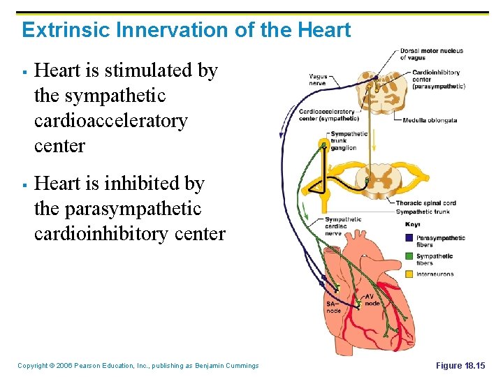 Extrinsic Innervation of the Heart § § Heart is stimulated by the sympathetic cardioacceleratory
