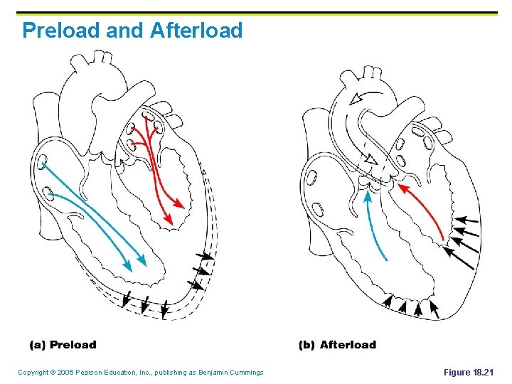 Preload and Afterload Copyright © 2006 Pearson Education, Inc. , publishing as Benjamin Cummings