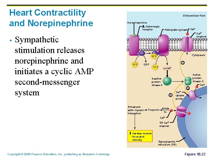 Heart Contractility and Norepinephrine § Sympathetic stimulation releases norepinephrine and initiates a cyclic AMP