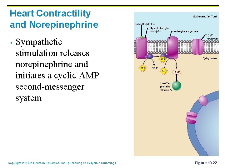 Heart Contractility and Norepinephrine § Sympathetic stimulation releases norepinephrine and initiates a cyclic AMP