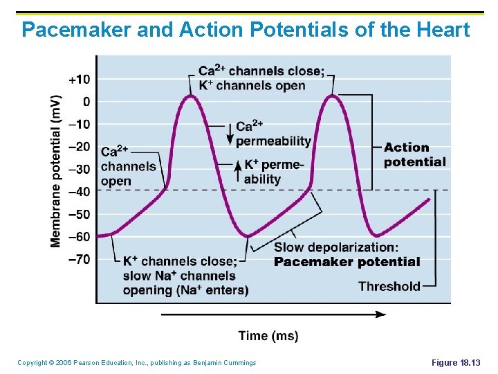 Pacemaker and Action Potentials of the Heart Copyright © 2006 Pearson Education, Inc. ,