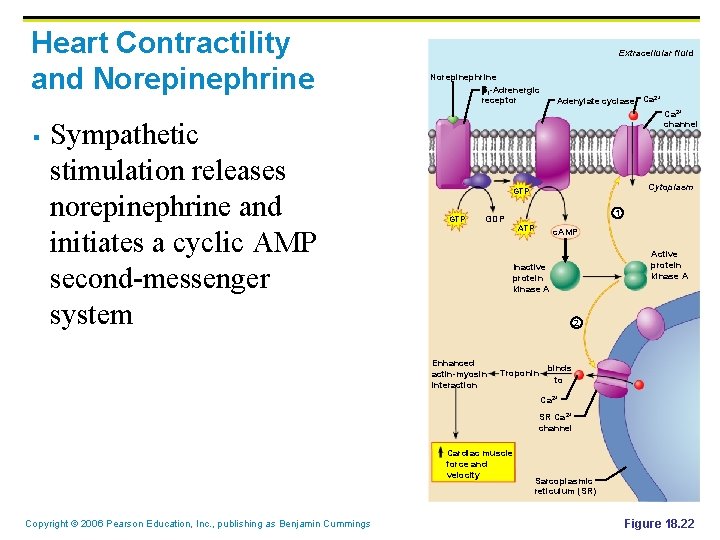 Heart Contractility and Norepinephrine § Sympathetic stimulation releases norepinephrine and initiates a cyclic AMP