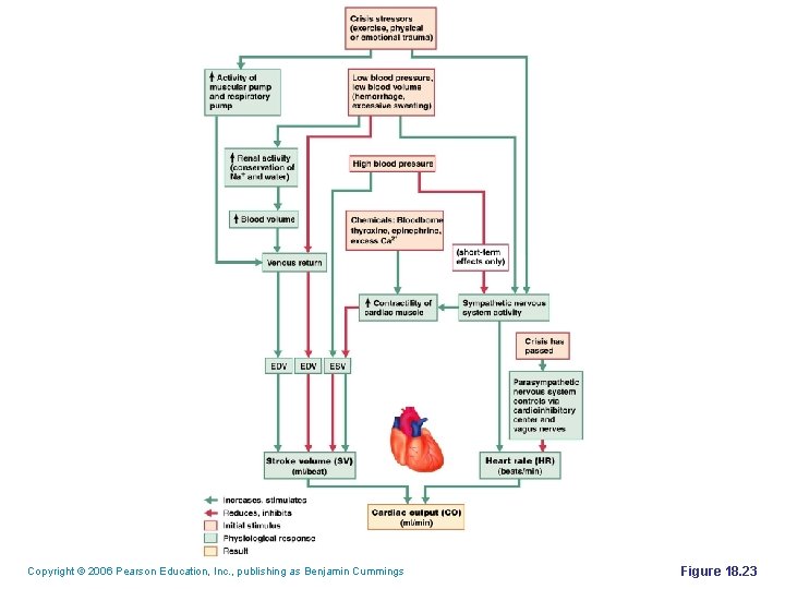 Copyright © 2006 Pearson Education, Inc. , publishing as Benjamin Cummings Figure 18. 23