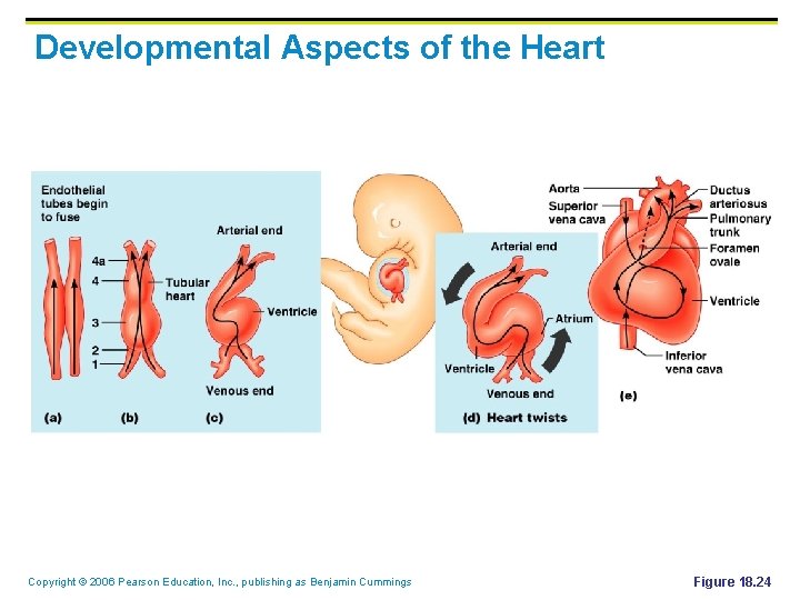 Developmental Aspects of the Heart Copyright © 2006 Pearson Education, Inc. , publishing as