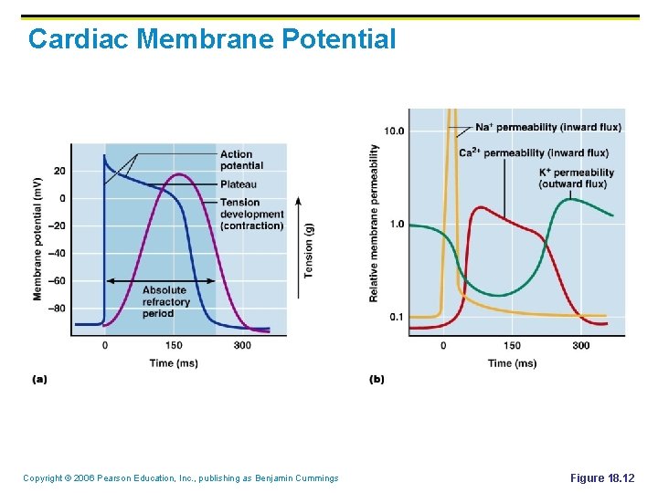 Cardiac Membrane Potential Copyright © 2006 Pearson Education, Inc. , publishing as Benjamin Cummings