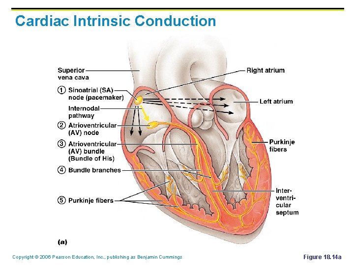 Cardiac Intrinsic Conduction Copyright © 2006 Pearson Education, Inc. , publishing as Benjamin Cummings