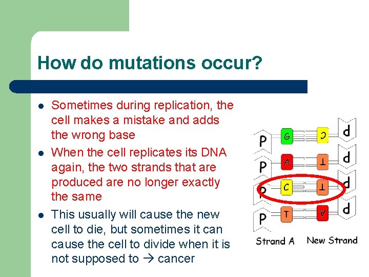 How do mutations occur? l l l Sometimes during replication, the cell makes a