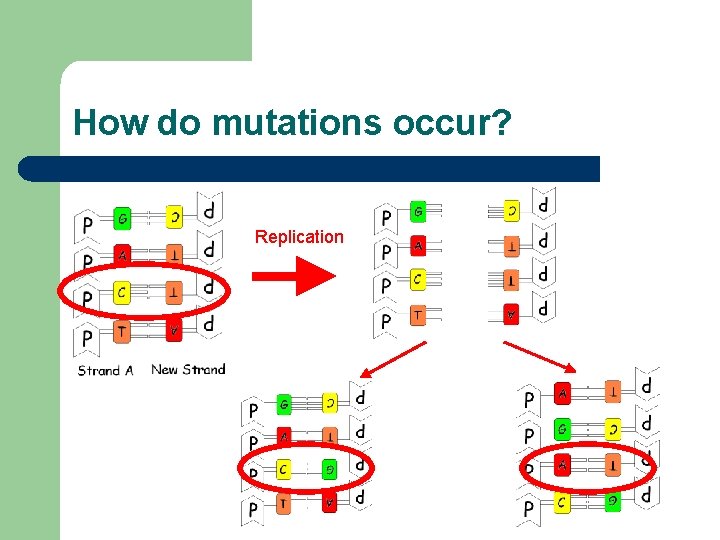 How do mutations occur? Replication 