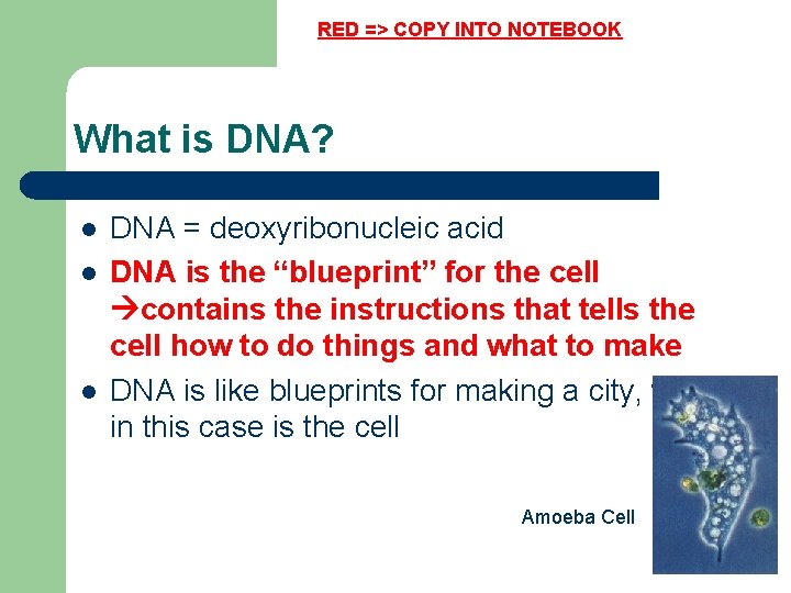 RED => COPY INTO NOTEBOOK What is DNA? l l l DNA = deoxyribonucleic