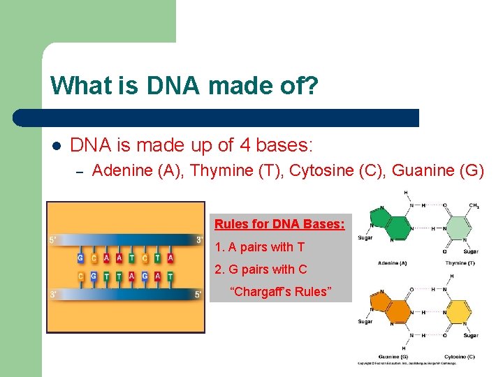 What is DNA made of? l DNA is made up of 4 bases: –