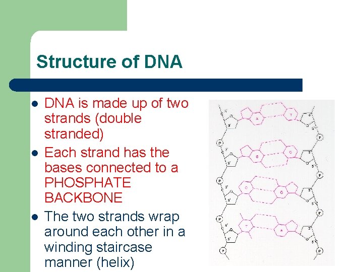 Structure of DNA l l l DNA is made up of two strands (double