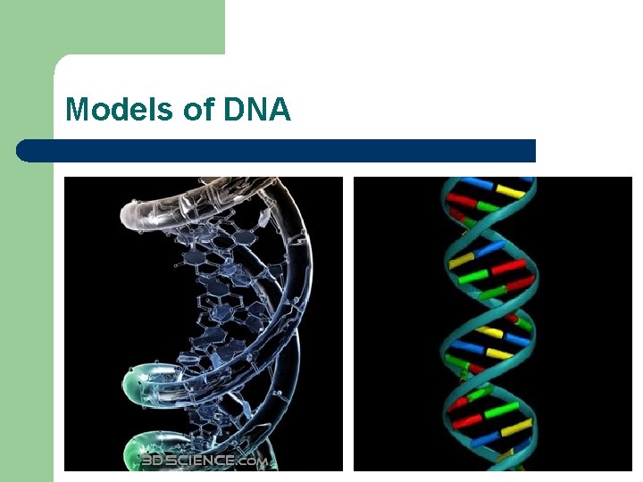 Models of DNA 