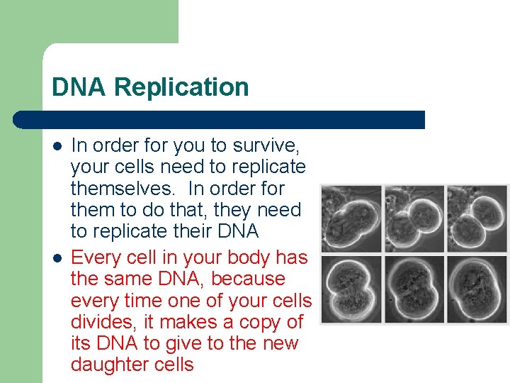 DNA Replication l l In order for you to survive, your cells need to