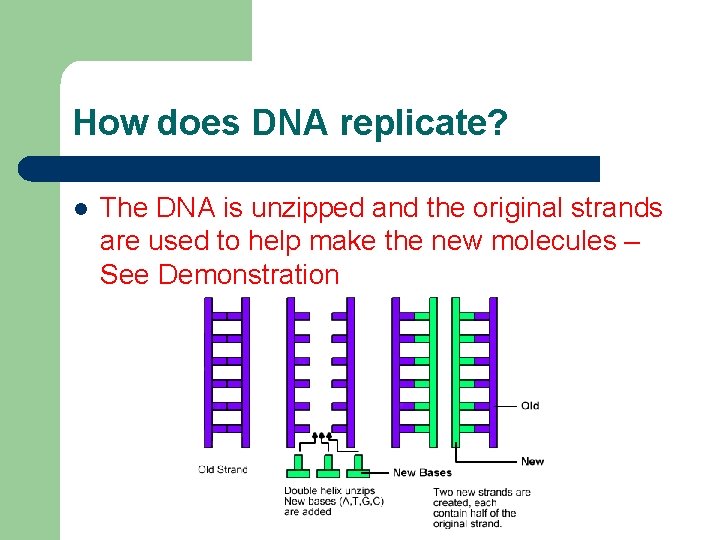How does DNA replicate? l The DNA is unzipped and the original strands are