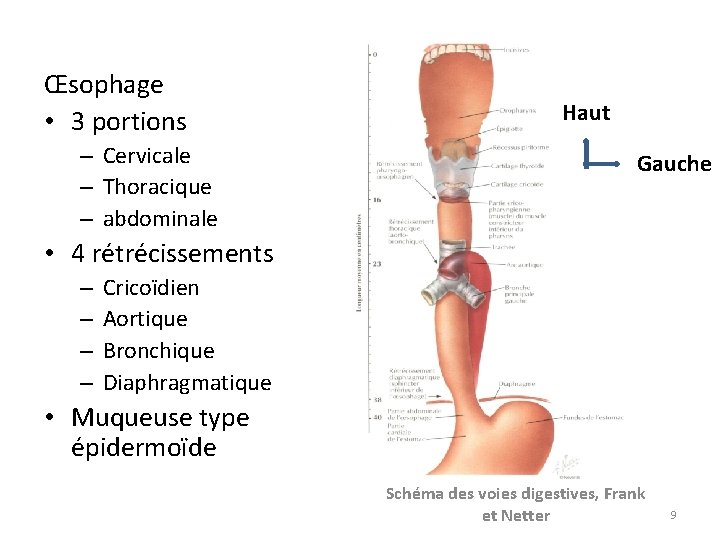 Œsophage • 3 portions – Cervicale – Thoracique – abdominale Haut Gauche • 4