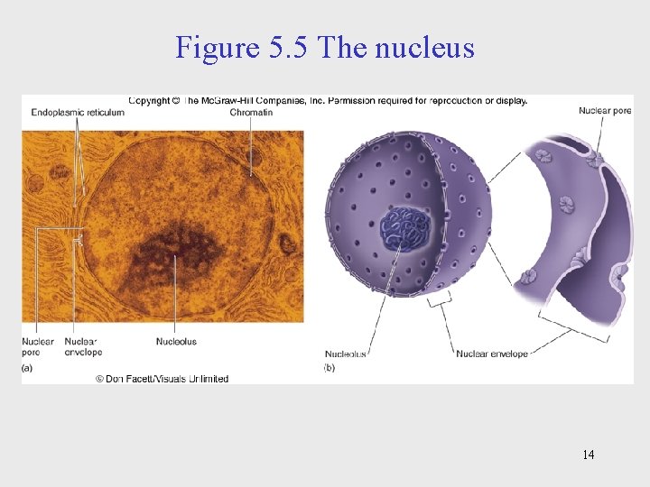 Figure 5. 5 The nucleus 14 