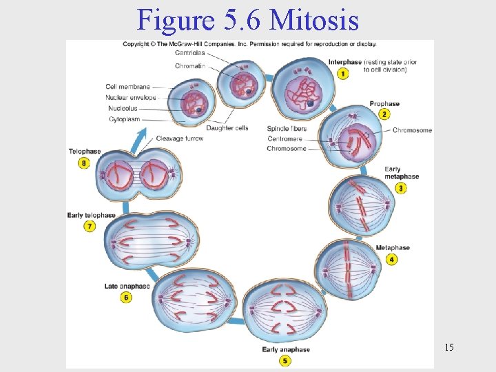 Figure 5. 6 Mitosis 15 