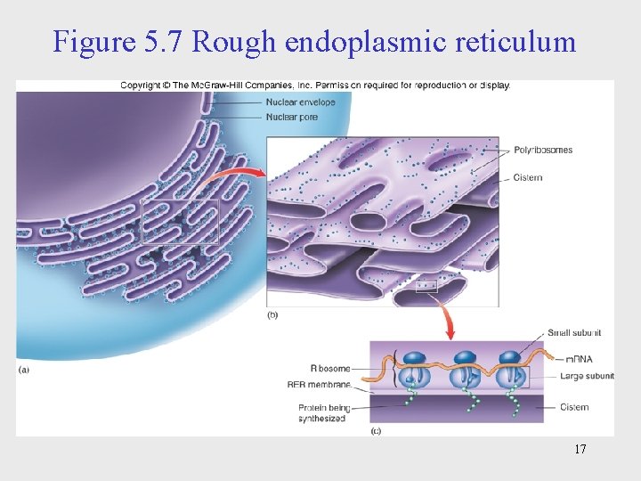 Figure 5. 7 Rough endoplasmic reticulum 17 