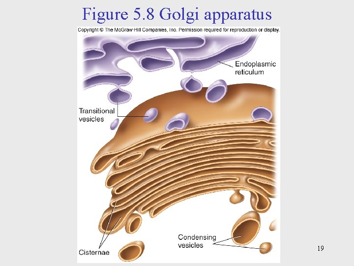 Figure 5. 8 Golgi apparatus 19 