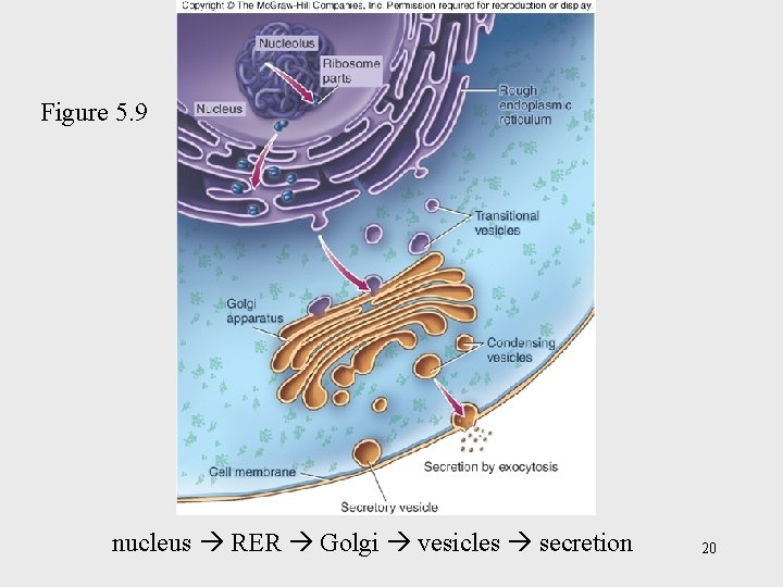 Figure 5. 9 nucleus RER Golgi vesicles secretion 20 