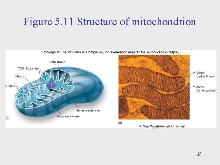 Figure 5. 11 Structure of mitochondrion 25 