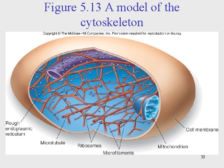 Figure 5. 13 A model of the cytoskeleton 30 