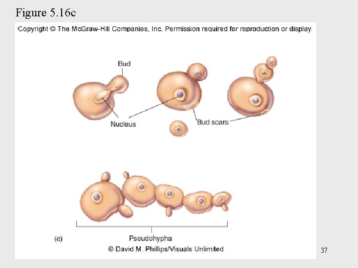 Figure 5. 16 c 37 