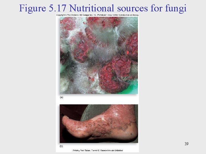 Figure 5. 17 Nutritional sources for fungi 39 