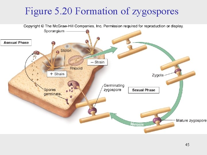 Figure 5. 20 Formation of zygospores 45 