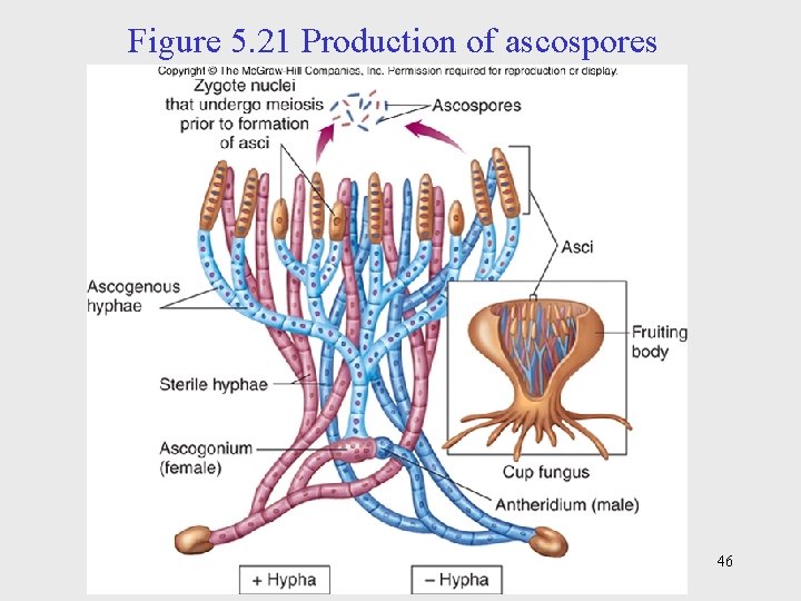 Figure 5. 21 Production of ascospores 46 