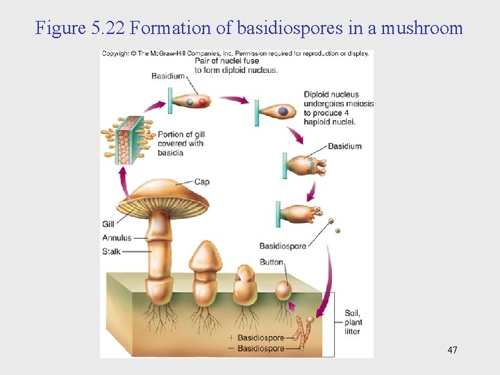 Figure 5. 22 Formation of basidiospores in a mushroom 47 