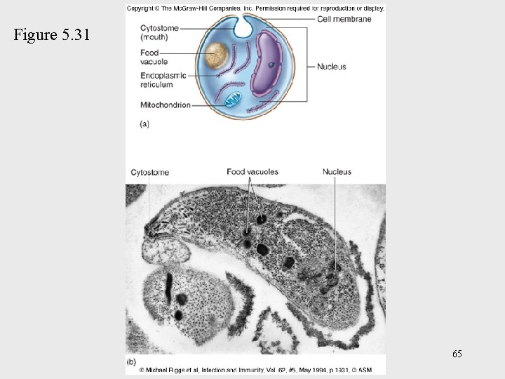 Figure 5. 31 65 