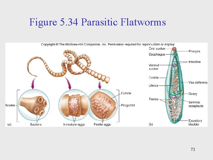 Figure 5. 34 Parasitic Flatworms 73 