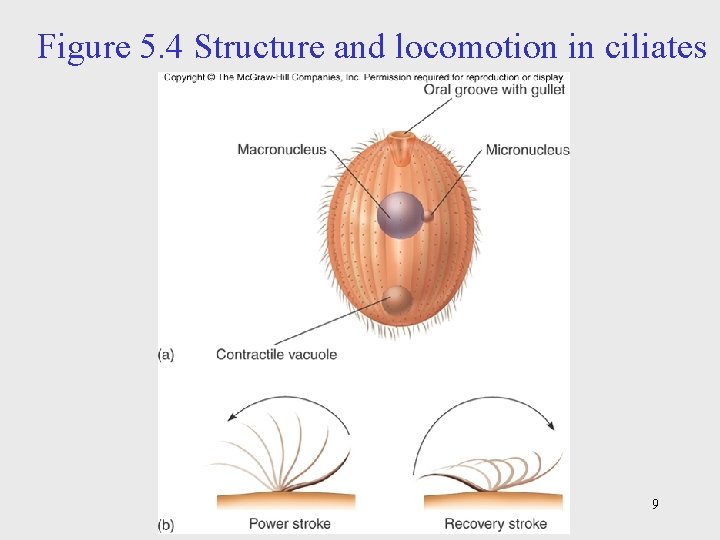 Figure 5. 4 Structure and locomotion in ciliates 9 