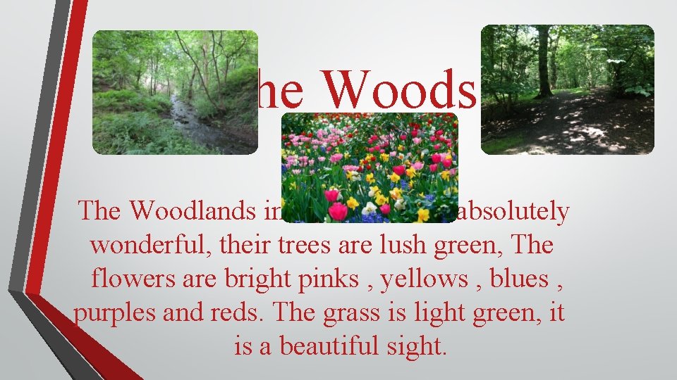 The Woods The Woodlands in Knutsford are absolutely wonderful, their trees are lush green,